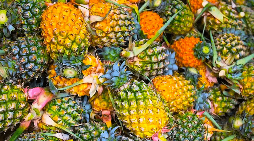 Why Reading and Leeds festivals had to ban pineapples this year