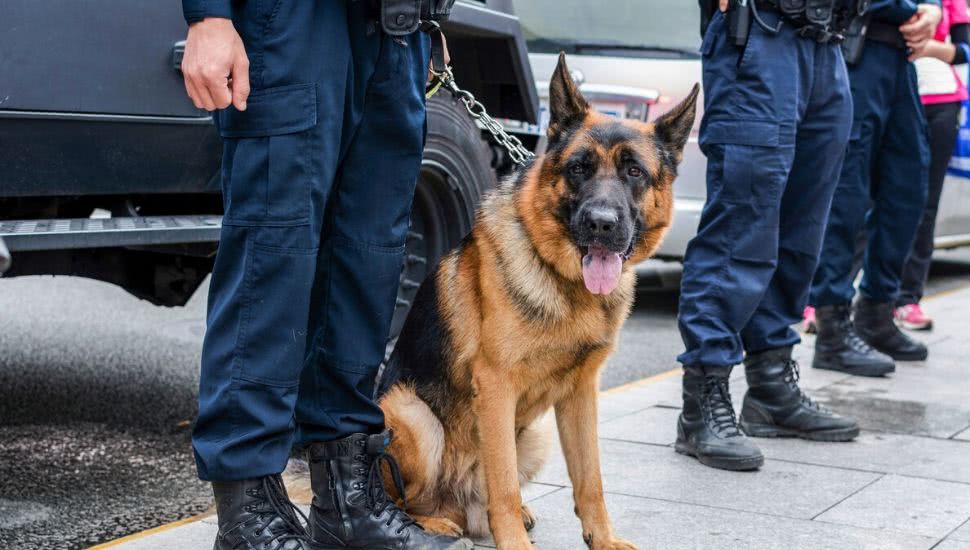 Watch: New video shows NSW police physically forcing drug dog to sit